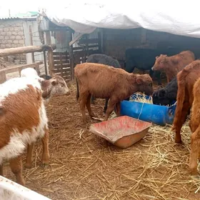 öküzçe tüwe öküz göle