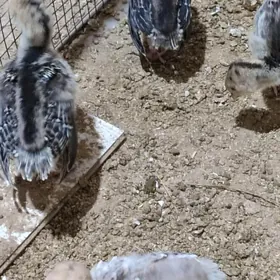 induk jüyje 15 günlik