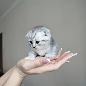 шотландские котята