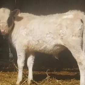 саглык сыгыр