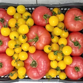 Parnik düşündiriş oko.