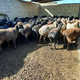 семинар гоуунлар