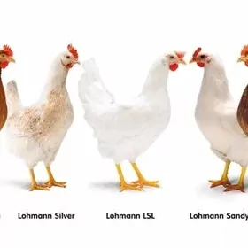 jüje  Lohman braun, sandy,