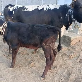 GOLELİ SYGYR TOHUM MAL