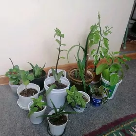 комнатные цветы