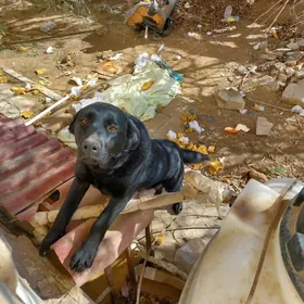 Найдена Собака