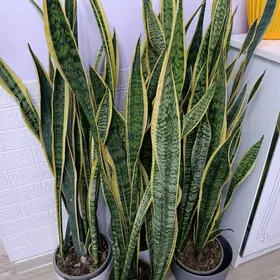 САНСИВЕРИЯ ГОЛД