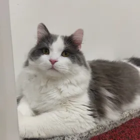 кот кот.pishik