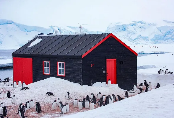 Антарктида ждет поваров и плотников: обещают платить больше $40 тыс. в год