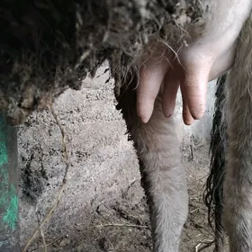 şves sygyr sagylyan