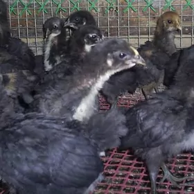 Джерси гинант