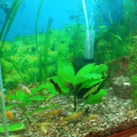 Аквариум