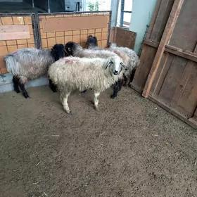 Kisar Türkmen işşekler