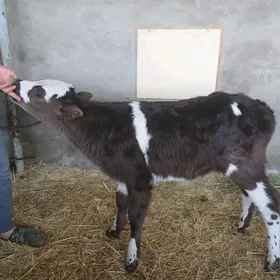 Göle oküzce gulajyn