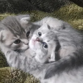 шотландский котята