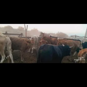 bogaz gysyr uly okiz