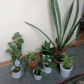 домашние растения/цветы