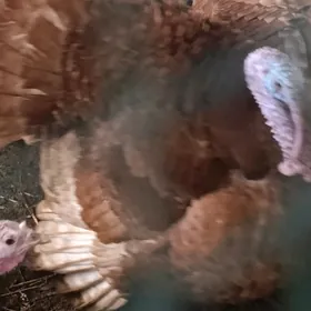 индюк красны бурбон