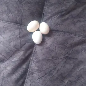 yumurta bastırmak icin