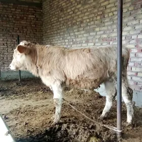 Tohum Öküz Gibrit we Şiwet