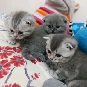 шотландские котята