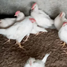 elin dermanlyk jüjeler