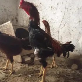 Taşkent horoz towuk