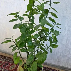 Öÿ üçin niyetlenen Õsünlikler