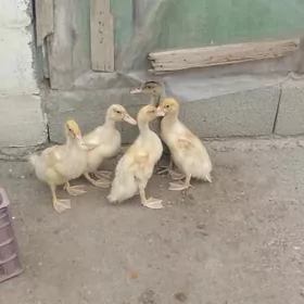 Ördek jüje gak gak