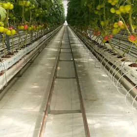 Parnyga işgär gerek