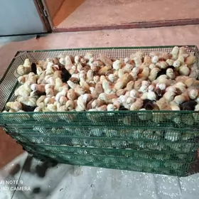 Towuk İnduk juyjeler