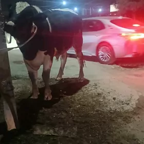 Ariginal goldşteyn okiz.