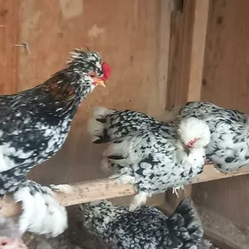 mramyr troyka karliklar