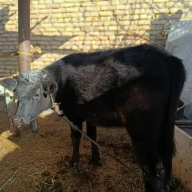 чорны пиёстр