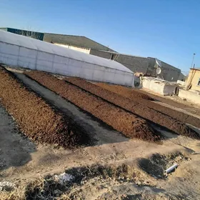 bio gumuz haltasy 30manat