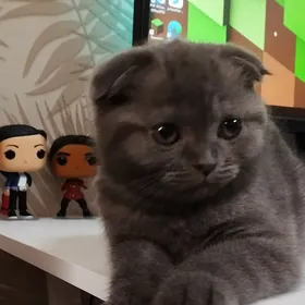 котёнок британская вислоухая