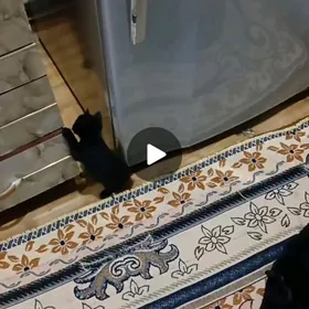 bagira pisik 1,5 aylyk