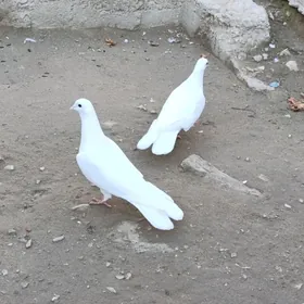 Kepderi голуби