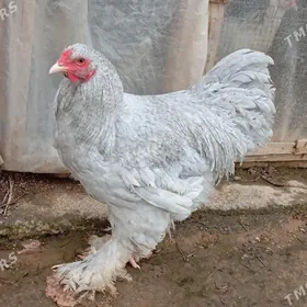 brama lawanda horaz 11 aýlyk