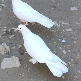 Kepderi голуби