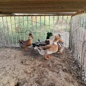 Ördegin̈ yumurtkasy