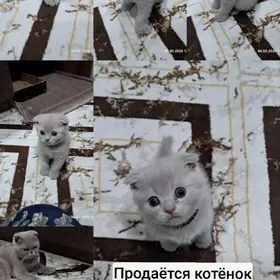 Котёнок