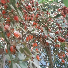 шиповник розы крупные редкие