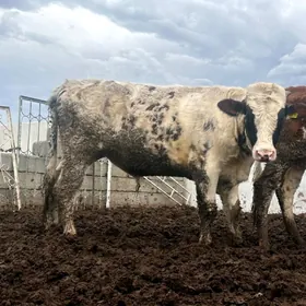 GALLAND SIMENTAL ÖKÜZ