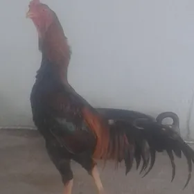 Arassa gan ursyan horaz