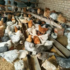 ПАРОДНЫ ЖУЙЖЕ