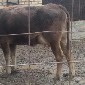 голели сыгыр