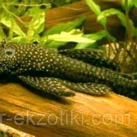 нужен анциструс