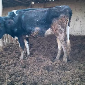 Galeşdeyn sygyrlar hem unajyn