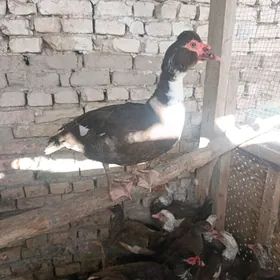 индоутка германский Каштанка